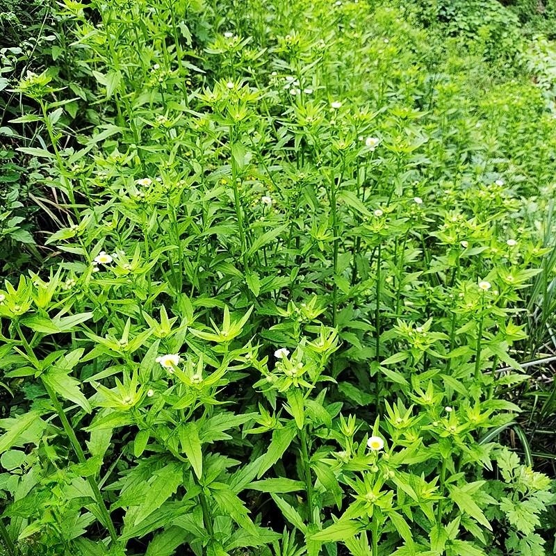 新鲜现采一年蓬 中草药材菊科绿植植物瞌睡草白旋覆花 女菀野蒿