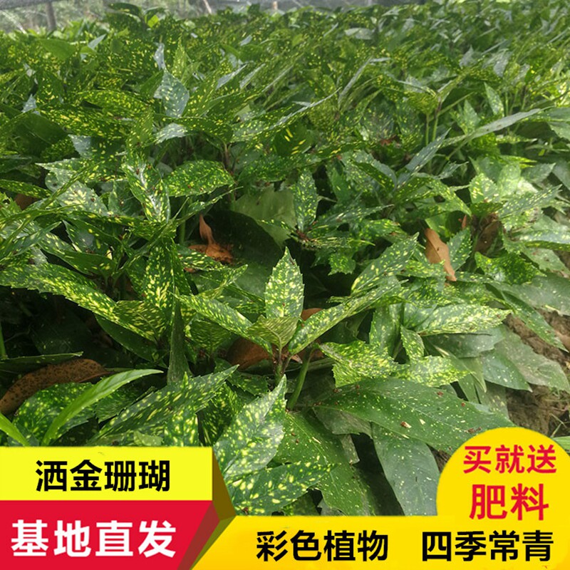 洒金珊瑚桃叶珊瑚苗四季常青植物庭院耐寒绿篱净化空气园林绿化苗