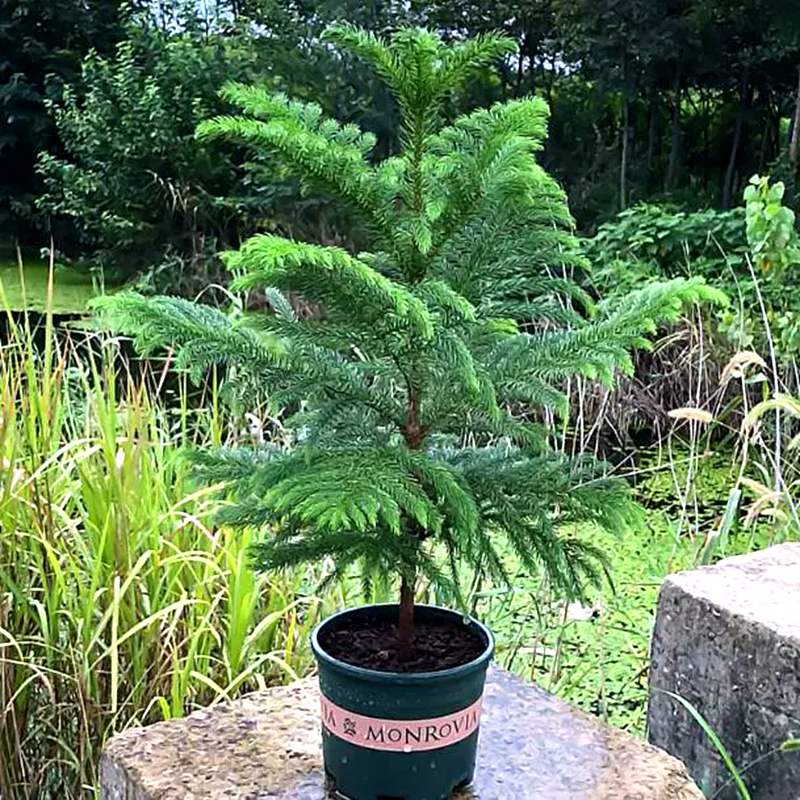 南洋松南洋杉澳洲杉树苗圣诞树耐寒植物花卉盆景绿植盆栽四季常青