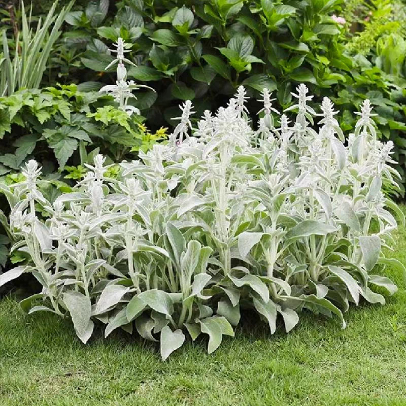 绵毛水苏盆栽羊耳朵庭院花园好养活银白色多年生耐热耐寒花境植物
