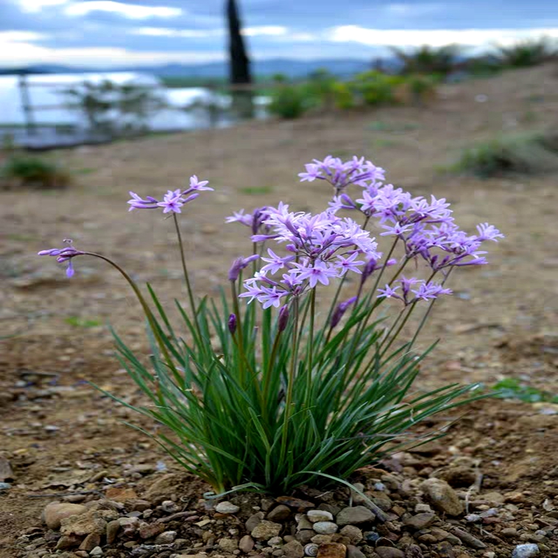 紫娇花花苗洋韭菜耐热耐寒阳台常绿花卉花期长庭院造景花境多年生