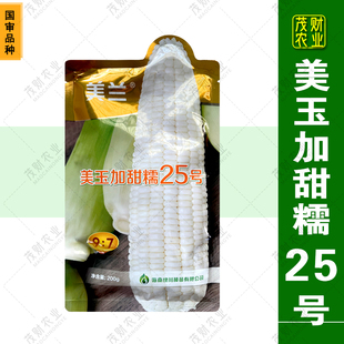 正品美兰美玉25号加甜糯玉米种子加甜糯鲜食玉米口感好产量高200g