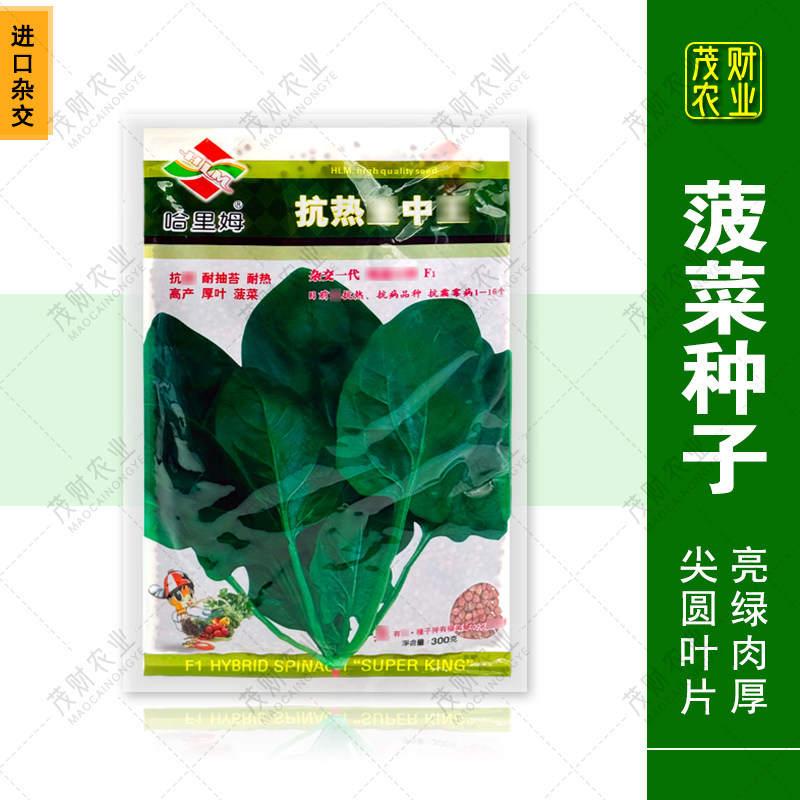 哈里姆抗热王中王 菠菜种子 夏季菠菜籽厚叶菠菜杂交品种丹麦进口