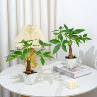 【灵犀物造】室内桌面好养发财树盆栽净化空气四季常青耐荫小绿植