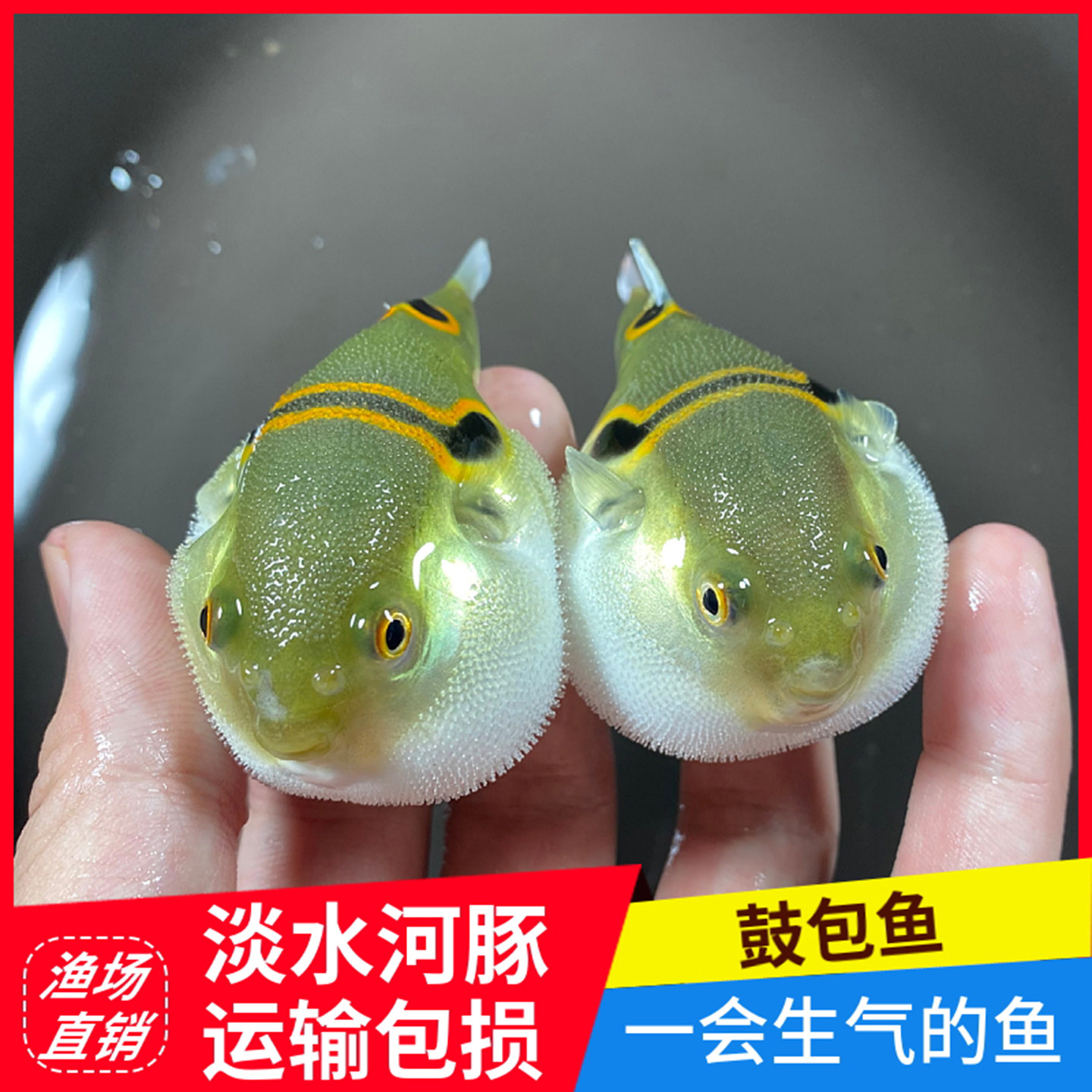 弓斑小河豚观赏鱼淡水潜水艇会生鱼