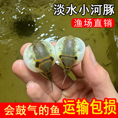 河豚观赏鱼泡泡鱼娃娃鱼淡水