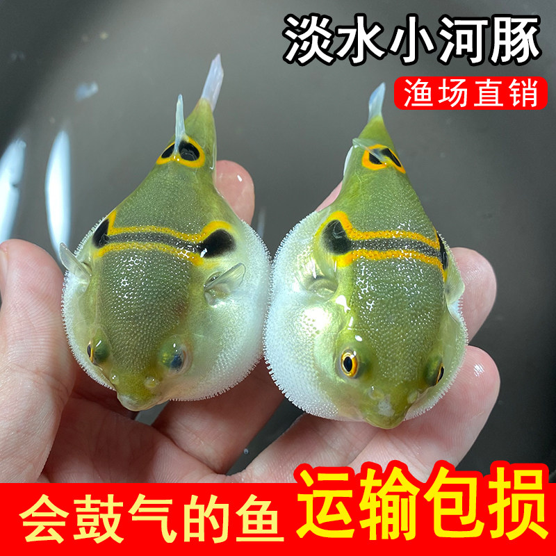 弓斑河豚观赏鱼冷淡水潜水艇狗头小鱼苗耐活好养宠物巧克力娃娃鱼