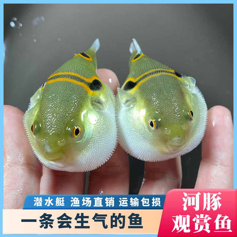 弓斑河豚观赏鱼冷淡水潜水艇狗头小鱼苗耐活好养宠物巧克力娃娃鱼