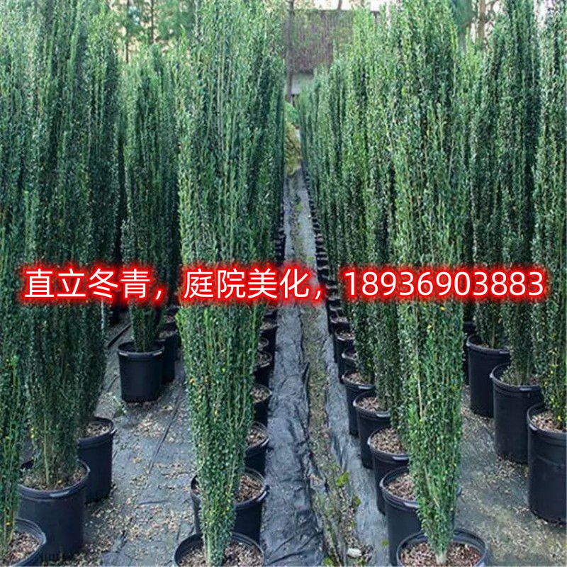 直立冬青朝天笔花境植物四季长青日本冬青树苗钝齿庭院绿篱笆苗