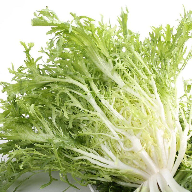 苦苣种子蔬菜种子 沙拉黄心苦菊籽生菜叶菜 四季易种庭院阳台