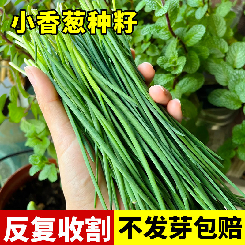 四季小香葱种子播种高产易种小葱籽盆栽阳台庭院种植葱籽蔬菜种子