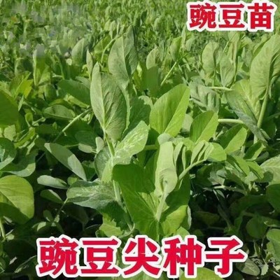 白豌豆苗种子四季播种蔬菜种子种菜豌豆甜豌豆尖荷兰豆芽菜种子