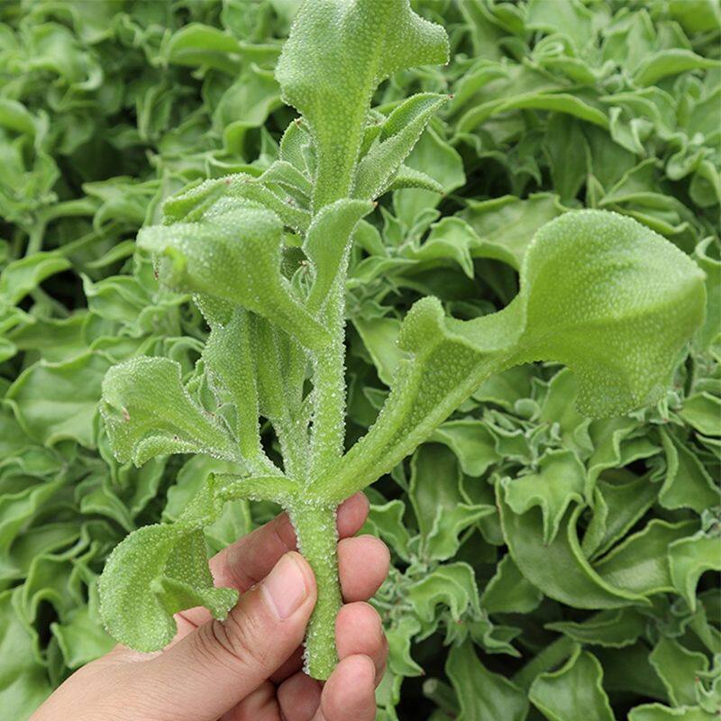水晶冰菜种子种籽苗秧蔬菜种子南方种四季菜苗籽种盆栽孑菜籽冰草