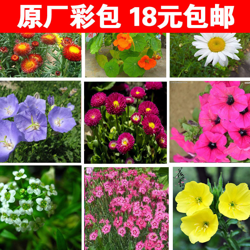 薄荷满天星多肉碗莲太阳花卉盆栽植物蔬菜种子四季种易活开花不断