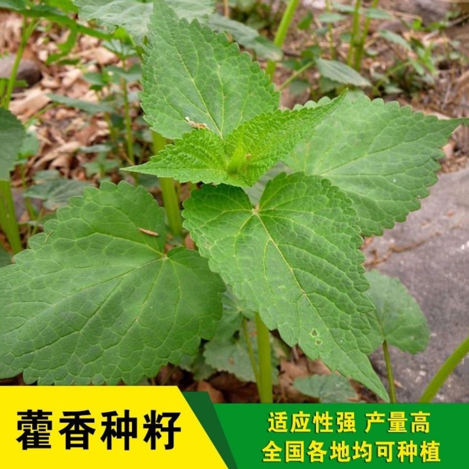 藿香种子霍香正气香草种子 五香十香大茴鱼香草 阳台盆栽蔬菜种子