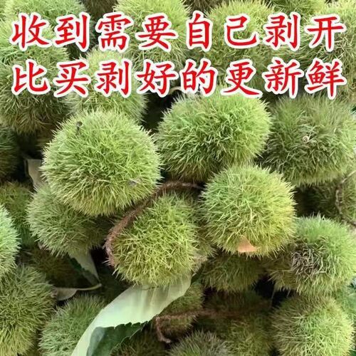 新鲜板栗2026新上市带刺球嫩栗子