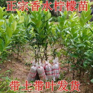 台湾香水广东无籽南方种植柠檬苗