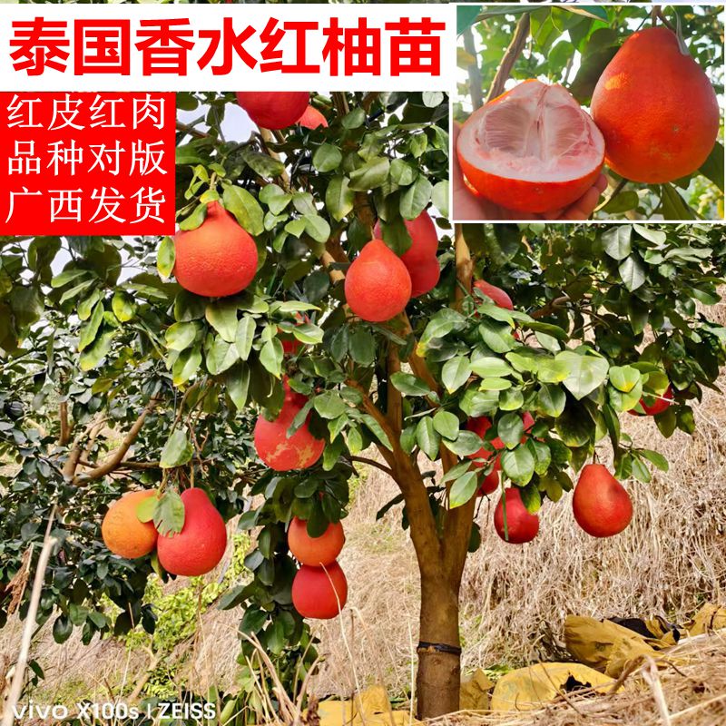 泰国暹罗三红柚香水柚嫁接苗特大柚子树新品种红心果树南方种植