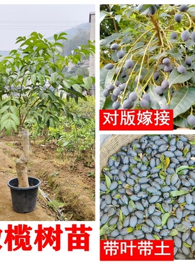 橄榄树苗雕刻工艺黑橄榄乌橄榄嫁接苗带土带叶西山香榄广西发货