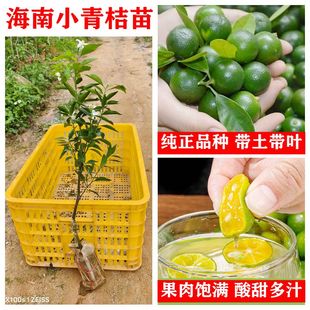 正宗海南小金桔树苗奶茶店专用小青桔嫁接金桔柠檬果四季橘子树苗