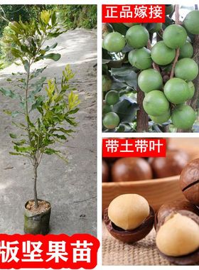 坚果树苗澳洲桂热一号坚果苗夏威夷嫁接果树苗带叶带泥杯庭院种植