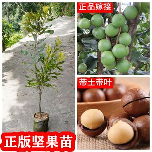 坚果树苗澳洲桂热一号坚果苗夏威夷嫁接果树苗带叶带泥杯庭院种植
