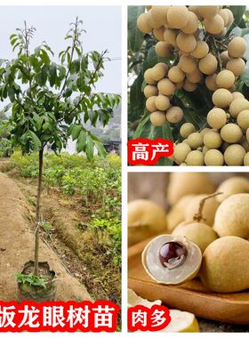 正宗广西龙眼苗树特大石硖储良双季四季大乌圆桂圆果树苗带土带叶