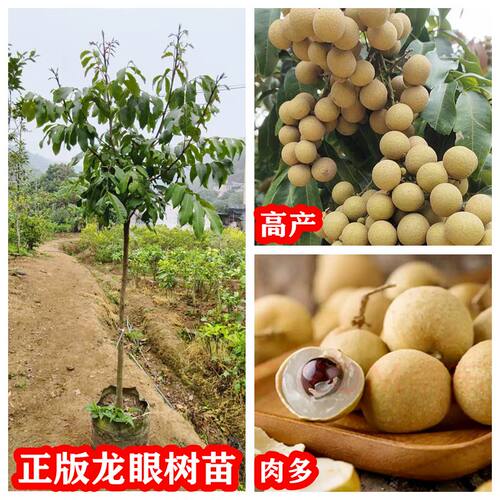 红皮国庆石峡储良四季龙眼苗高产