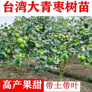 台湾大青枣树苗牛奶甜枣蜜丝枣苹果枣嫁接苗带土带叶常绿盆栽地栽