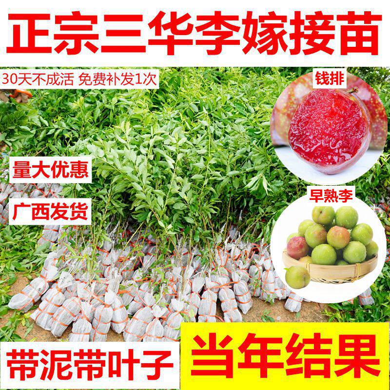 红肉钱排银妃高产三华李苗嫁接苗图片