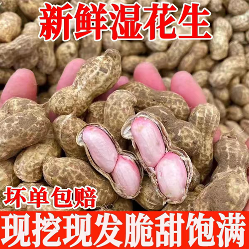 河南现挖湿花生新鲜带壳粉皮3斤