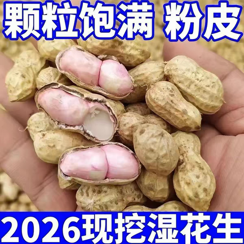新鲜带壳湿花生现挖先发农家自种