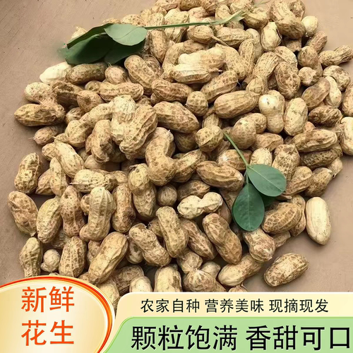 当季沙地湿花生现挖现发粉皮自种