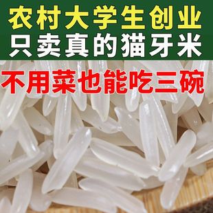 正宗好米猫牙米新米当季晚秋谷软糯超长粒农家象牙细米炒饭煲仔饭