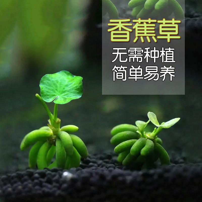 香蕉草鱼缸造景懒人草结蕉草活体水中叶淡水前景装饰草无需种植
