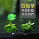 香蕉草鱼缸造景懒人草结蕉草活体水中叶淡水前景装 饰草无需种植