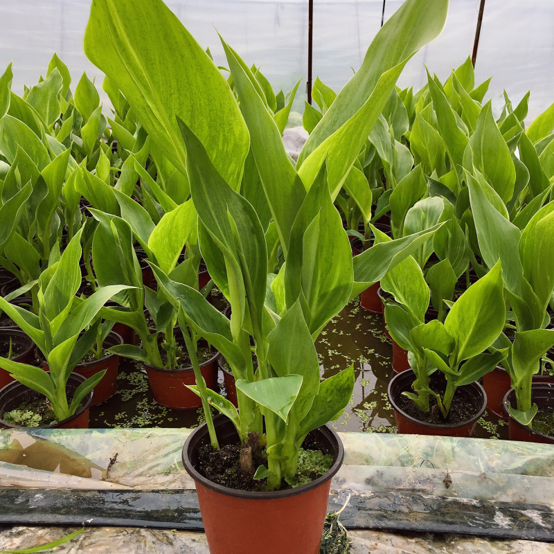 美人蕉水生植物庭院盆栽室外湿地阳台园林绿化裸根四季多年生花卉