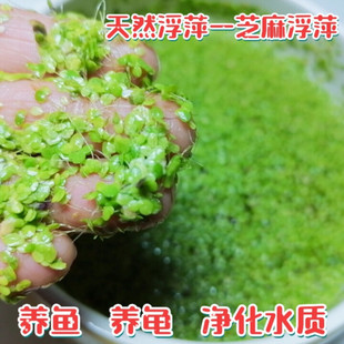 芝麻浮萍小青萍水草水葫芦水芙蓉鱼缸池塘鱼池河道造景观净化水质