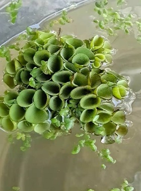 兔耳朵萍槐叶萍水培庭院阳台鱼缸池塘水草盆栽水生植物净化空气
