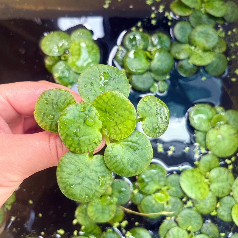 豹纹萍圆心萍肚兜萍浮萍水芙蓉水葫芦池塘造景净化水质活体养鱼龟