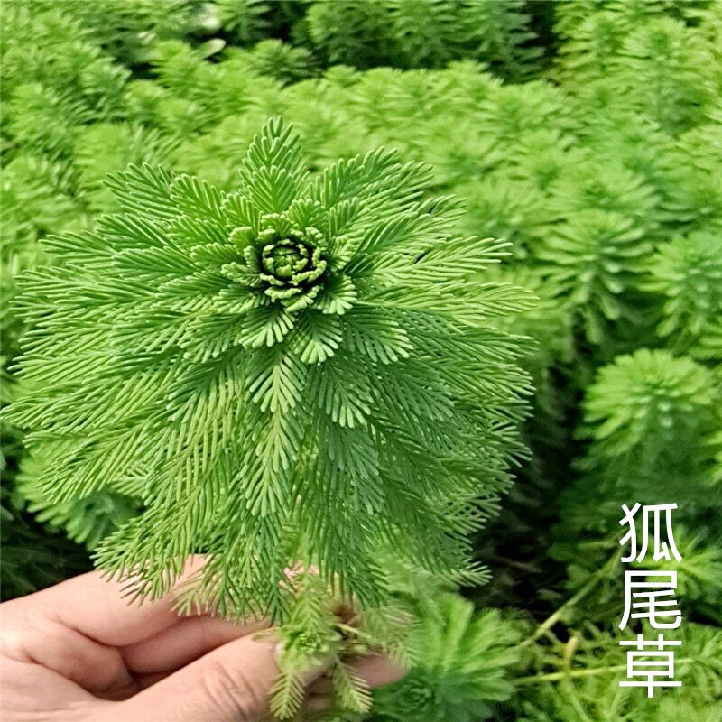 狐尾藻鱼虾蟹园林景观挺水植物