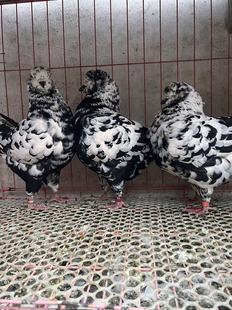 大型元宝鸽活体巨型肉鸽活青年鸽圆环鸽子落地王鸽子活物土鸽