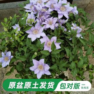 故里铁线莲大苗爬藤植物单瓣大花四季无刺攀爬庭院耐寒爬墙花垂吊