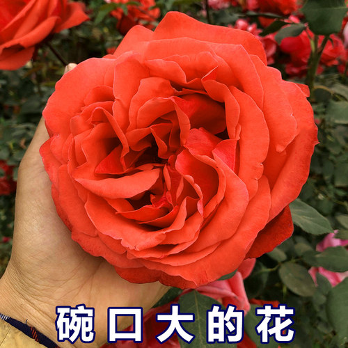 大花月季花苗切花玫瑰浓香重瓣