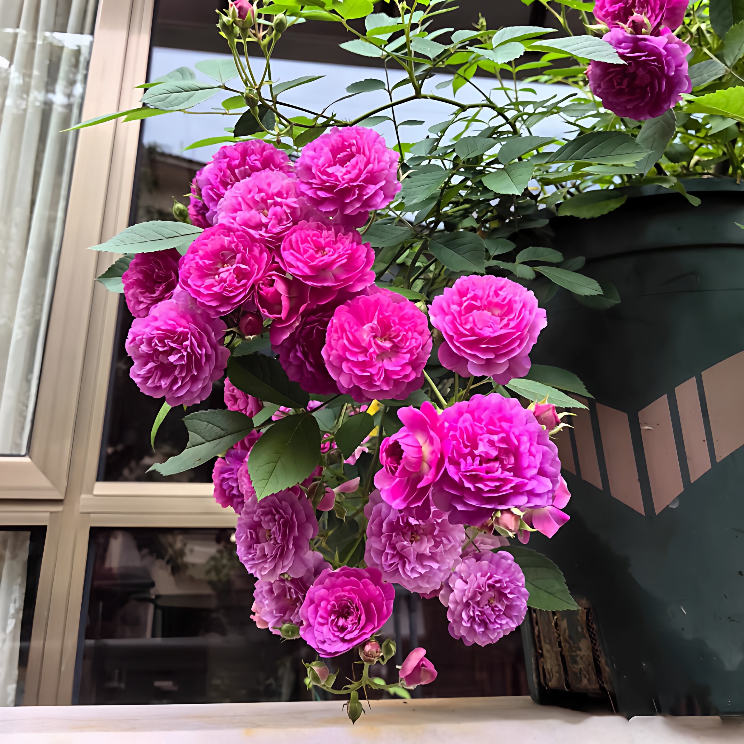 甜蜜马车月季花苗灌木四季多头微月阳台盆栽庭院浓香地栽玫瑰植物