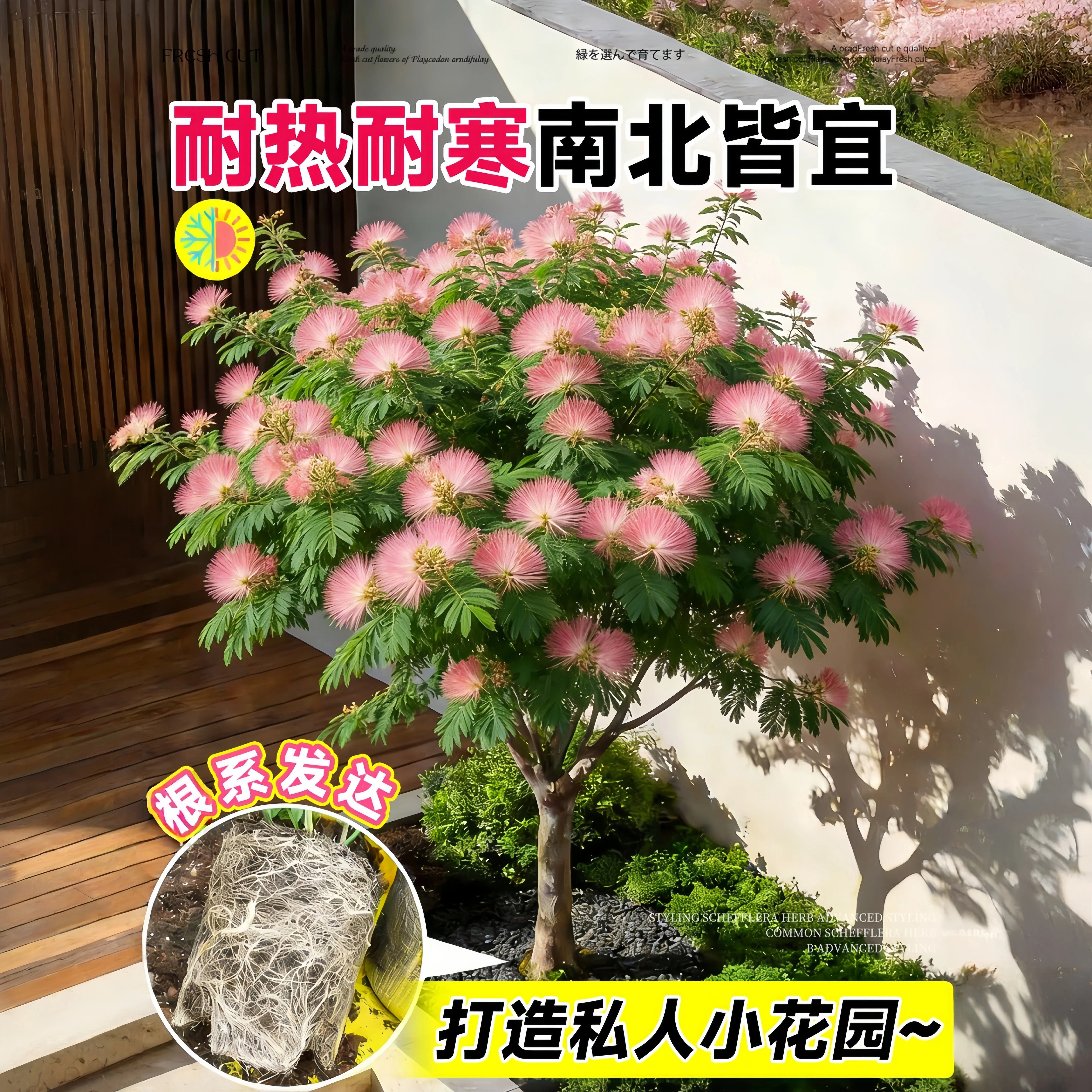 合欢花树苗绒花树行道风景大树庭院盆栽旱工程绿化乔木芙蓉花种植