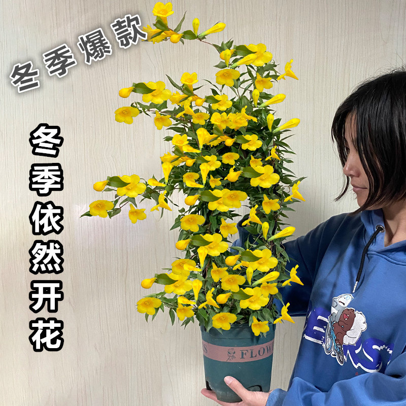 法国香水藤盆栽茉莉花爬藤植物浓香庭院耐寒藤蔓室内花卉开花绿植,鲜花速递/花卉仿真/绿植园艺,时令草本花卉,淘宝优惠券,粉丝福利购,淘宝优惠卷