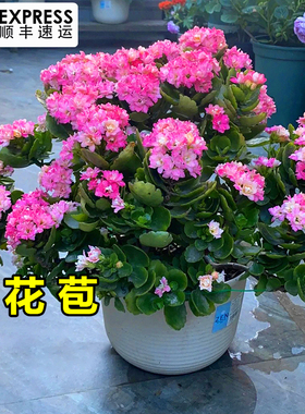 长寿花盆栽重瓣大花苗带花苞多季室内开花好养客厅金狐狸花卉植物