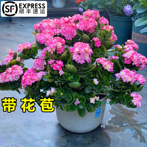 长寿花盆栽重瓣大花带花苞四季开