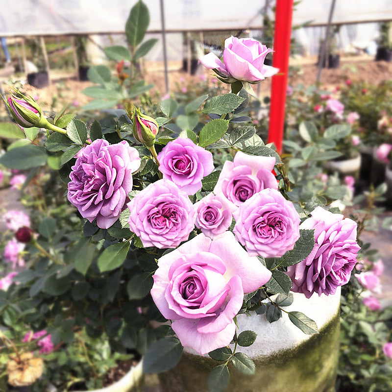 薰衣草门廊月季大苗多季盆栽浓香带花阳台花苗玫瑰花庭院勤花蔷薇